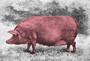 To many Jews, the allure of pork is simply irresistible